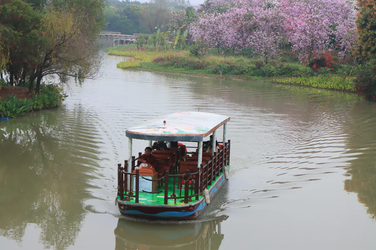 Traditional wooden pleasure boat cruising along a lush tidal waterway lined with blooming pink bauhinia trees