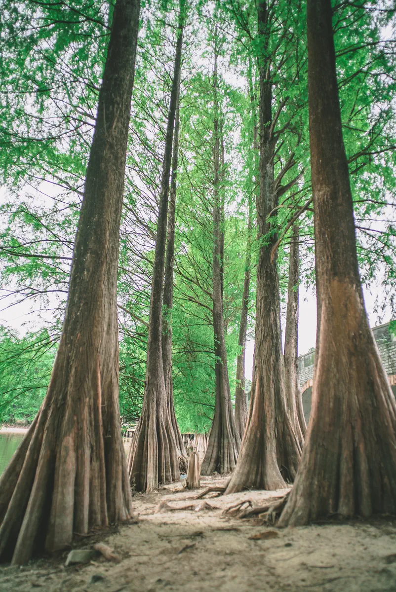 Soaring trunk bases and buttressed knee roots of mature bald cypress trees rising from the wet forest floor