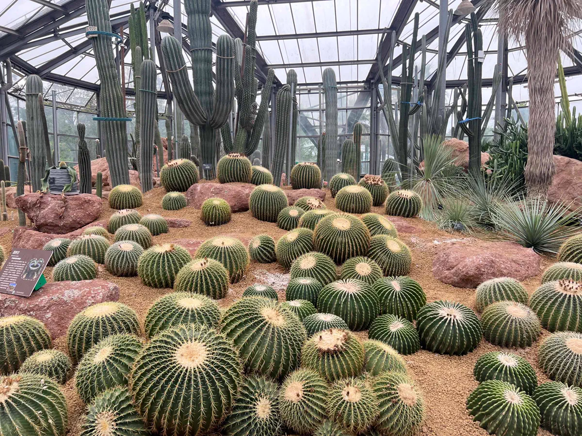 Interior of the desert greenhouse showing dense clusters of golden barrel cacti and tall columnar desert succulents