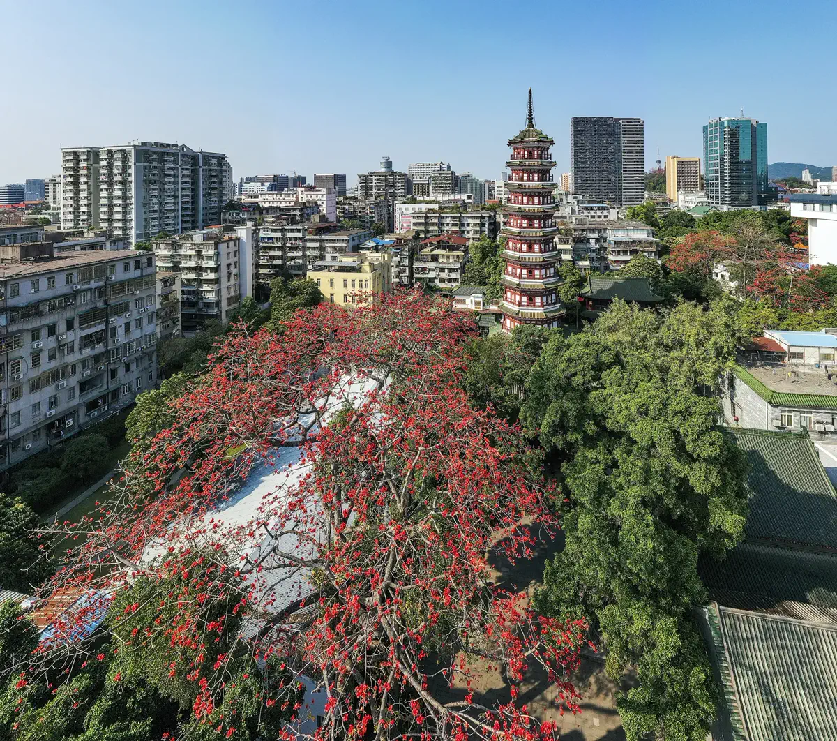 Flower Pagoda of the Temple of the Six Banyan Trees above kapok trees and Yuexiu rooftops